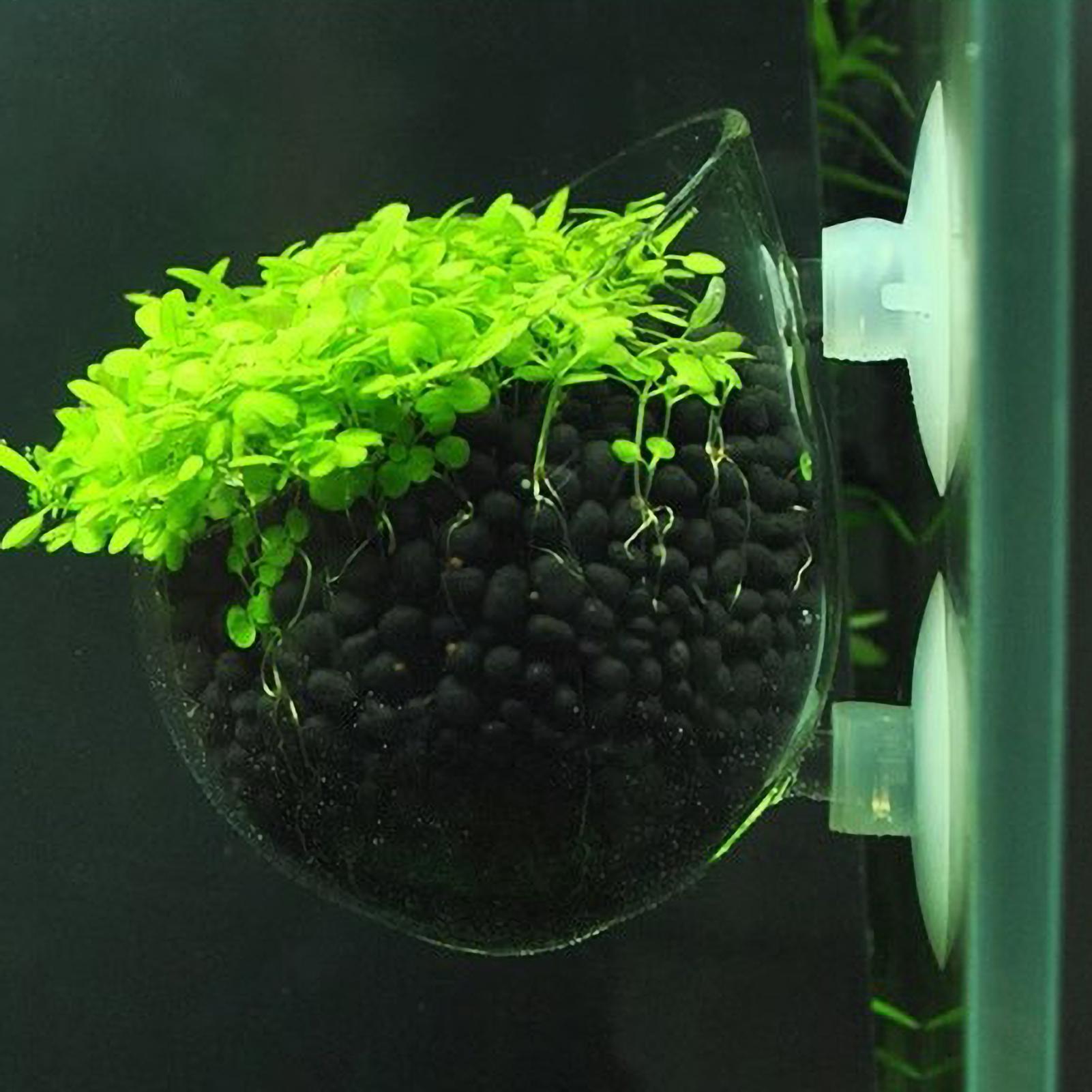 Planted Aquarium Media - Supporto per Piante Acquatiche in Vetro