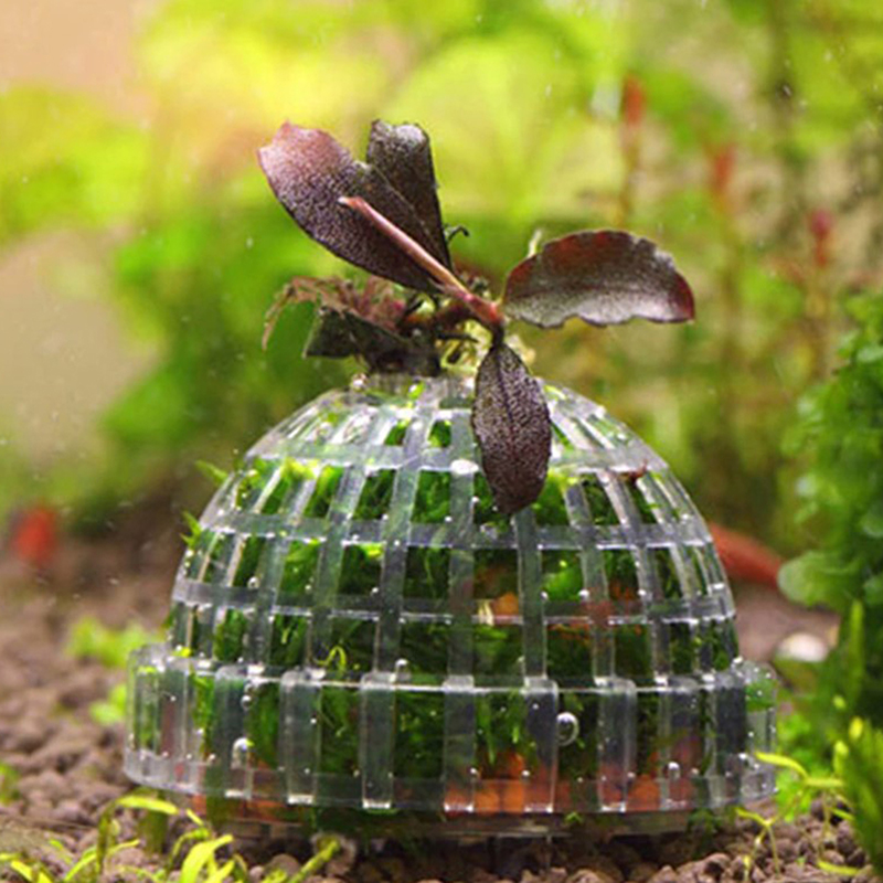 Offerta Speciale: Decorazioni  - Planted Aquarium For Sale recensione e prezzo