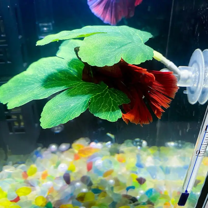Amaca per foglie di pesce Bett - Planted Aquarium For Betta recensione e prezzo