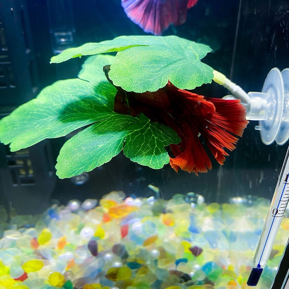 Decorazioni per acquari: fogli - Planted Aquarium For Betta recensione e prezzo