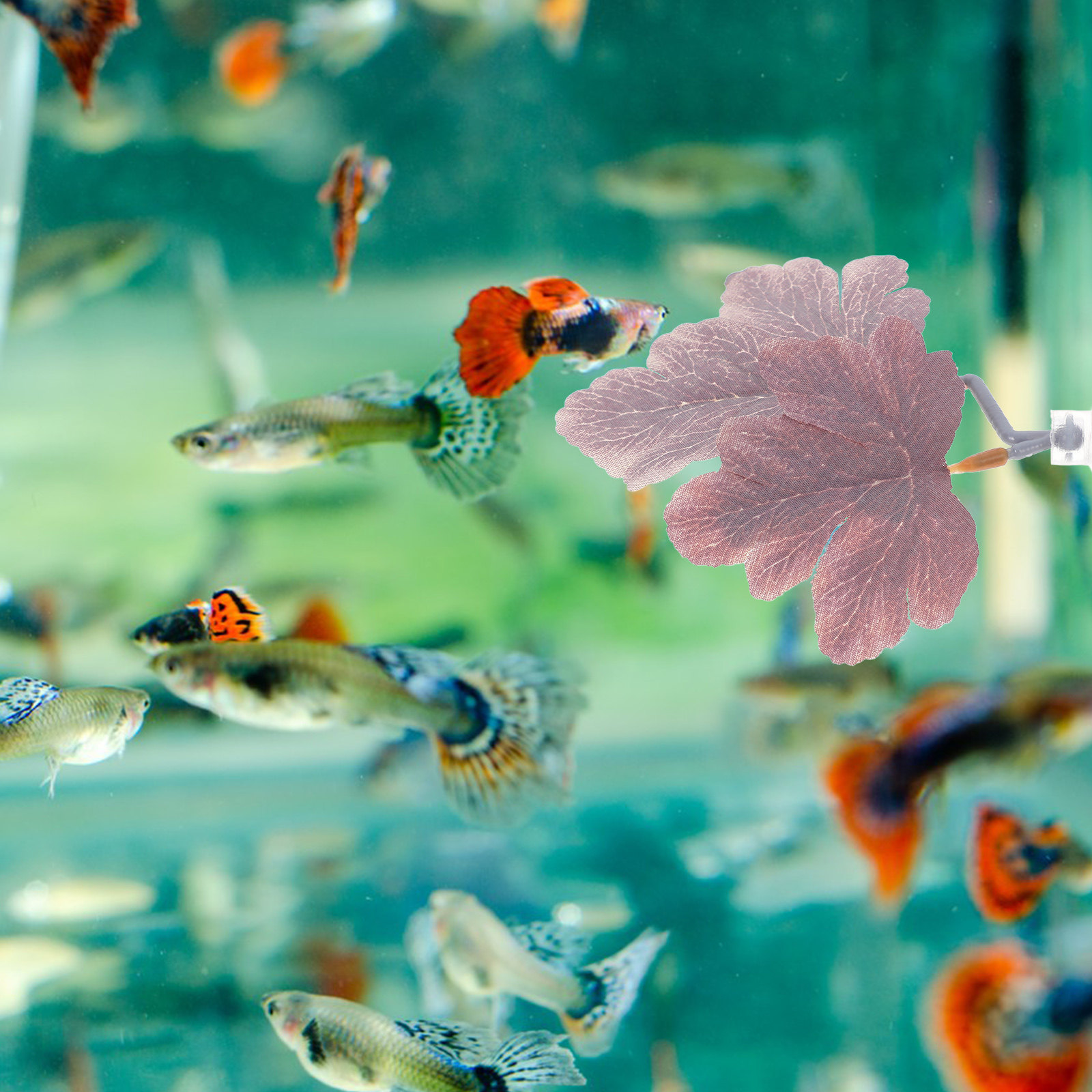 Amaca Artificiale per Betta, P - Planted Aquarium For Betta recensione e prezzo