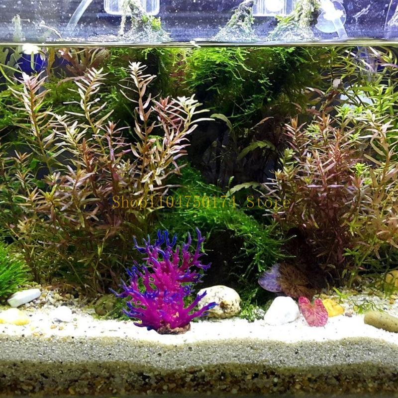 Pianta decorativa per alberi a - Planted Aquarium For Sale recensione e prezzo