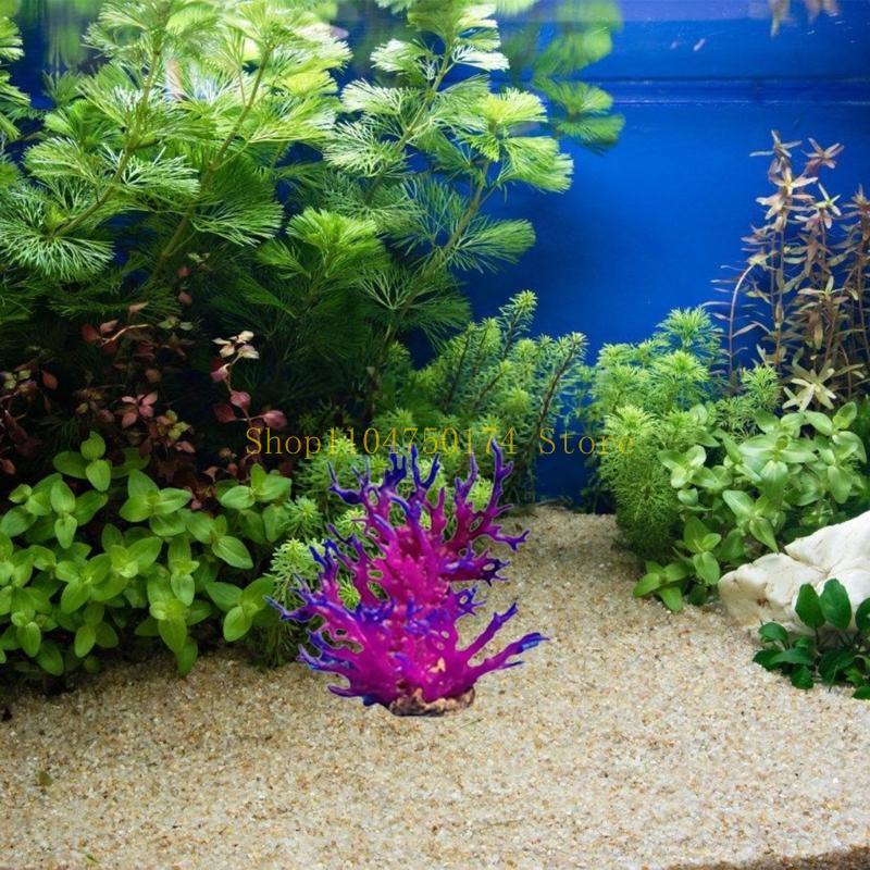 Pianta decorativa per alberi a - Planted Aquarium For Sale recensione e prezzo