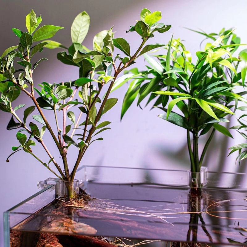 Offerta Speciale: 6 Pezzi di C - Planted Aquarium For Sale recensione e prezzo